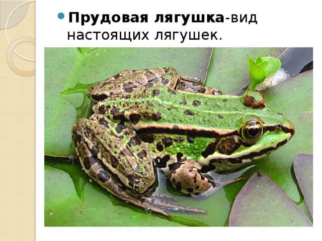 Прудовая лягушка -вид настоящих лягушек.