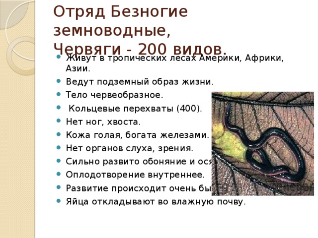 Отряд Безногие земноводные,  Червяги - 200 видов.