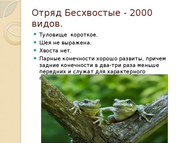 Отряд Бесхвостые - 2000 видов.