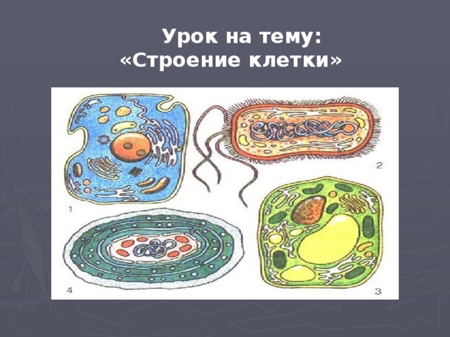 Клетки растительные животные бактериальные грибные. Рисунки клеток бактериальной растительной и животной клетки. Клетка живого организма. Клетки бактерий растений и животных. Растительная животная грибная и бактериальная клетки.