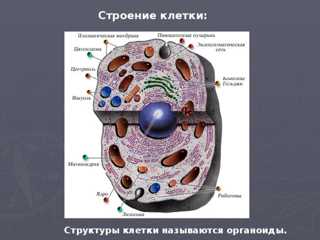 Строение клетки: Структуры клетки называются органоиды.