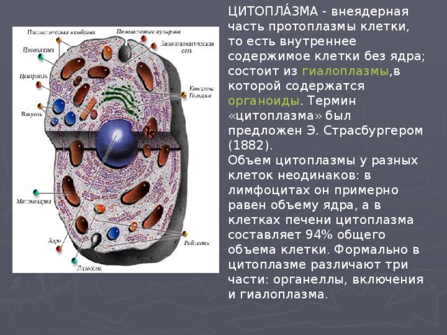 ЦИТОПЛА́ЗМА - внеядерная часть протоплазмы клетки, то есть внутреннее содержимое клетки без ядра; состоит из гиалоплазмы ,в которой содержатся органоиды . Термин «цитоплазма» был предложен Э. Страсбургером (1882). Объем цитоплазмы у разных клеток неодинаков: в лимфоцитах он примерно равен объему ядра, а в клетках печени цитоплазма составляет 94% общего объема клетки. Формально в цитоплазме различают три части: органеллы, включения и гиалоплазма.