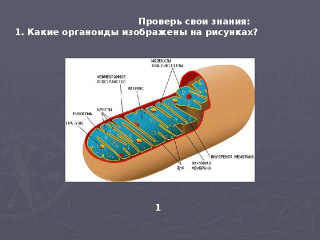 Проверь свои знания: 1. Какие органоиды изображены на рисунках? 1