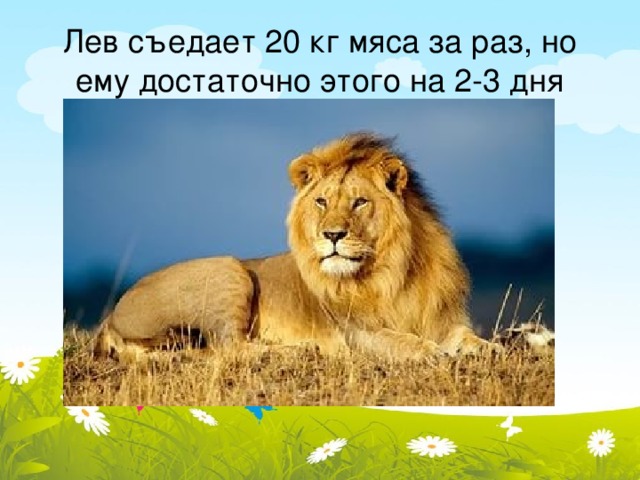 Лев съедает 20 кг мяса за раз, но ему достаточно этого на 2-3 дня