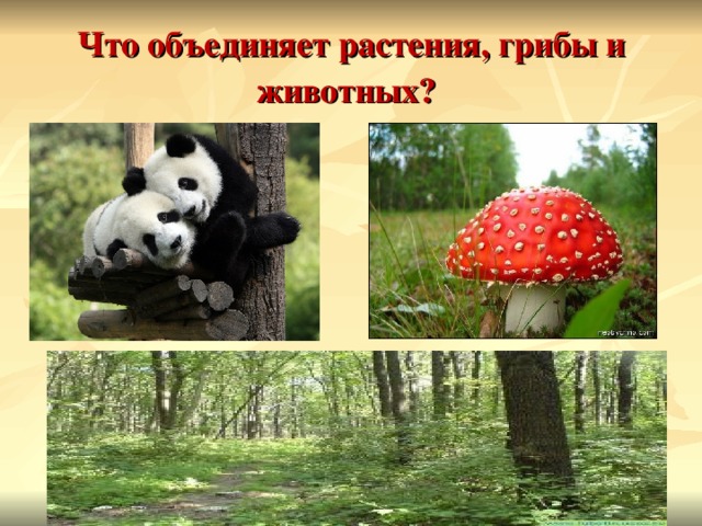 Что объединяет растения, грибы и животных?