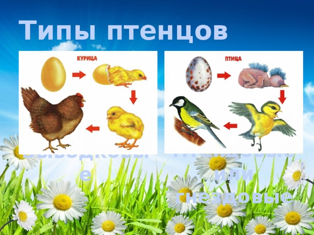 Биология 7 класс жизненный цикл птиц. Типы птенцов у птиц. Типы птенцов 7 класс. Рост и развитие птиц. Жизненный цикл птиц.