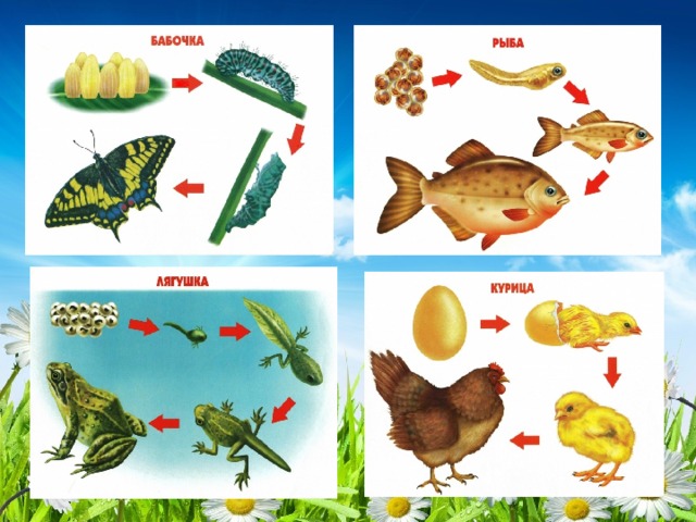 Размножение животных рыбы