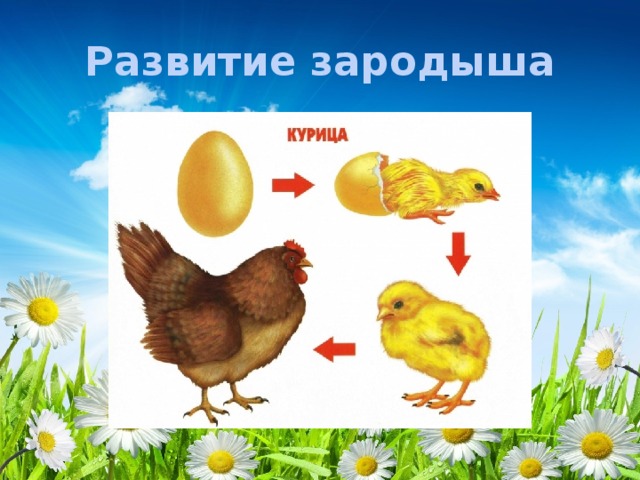 Развитие зародыша