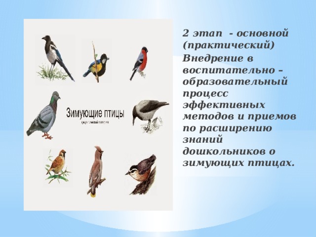 2 этап - основной (практический) Внедрение в воспитательно – образовательный процесс эффективных методов и приемов по расширению знаний дошкольников о зимующих птицах.