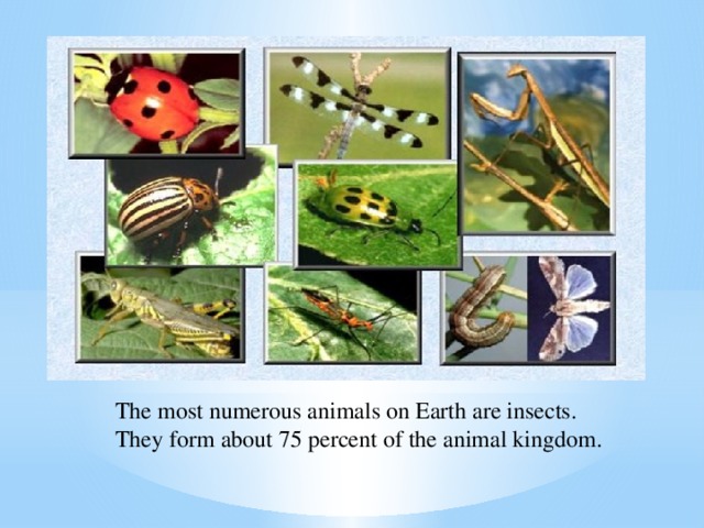 The most numerous animals on Earth are insects. They form about 75 percent of the animal kingdom.