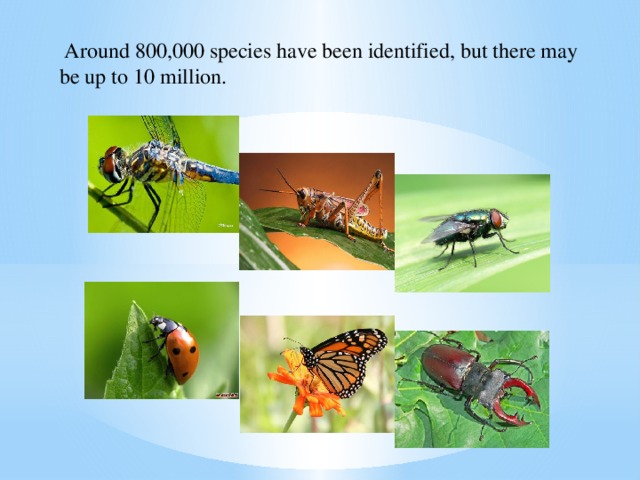 Around 800,000 species have been identified, but there may be up to 10 million.