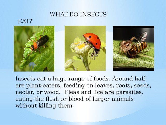 Insects eat a huge range of foods. Around half are plant-eaters, feeding on leaves, roots, seeds, nectar, or wood. Fleas and lice are parasites, eating the flesh or blood of larger animals without killing them.  WHAT DO INSECTS EAT?