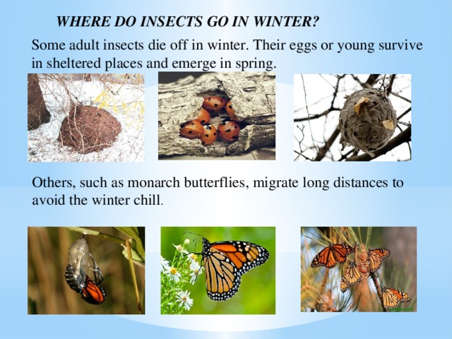 WHERE DO INSECTS GO IN WINTER? Some adult insects die off in winter. Their eggs or young survive in sheltered places and emerge in spring. Others, such as monarch butterflies, migrate long distances to avoid the winter chill .