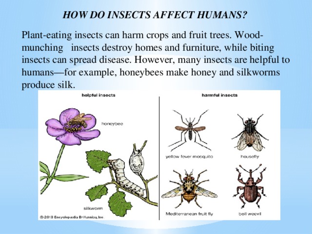 HOW DO INSECTS AFFECT HUMANS? Plant-eating insects can harm crops and fruit trees. Wood-munching insects destroy homes and furniture, while biting insects can spread disease. However, many insects are helpful to humans—for example, honeybees make honey and silkworms produce silk.