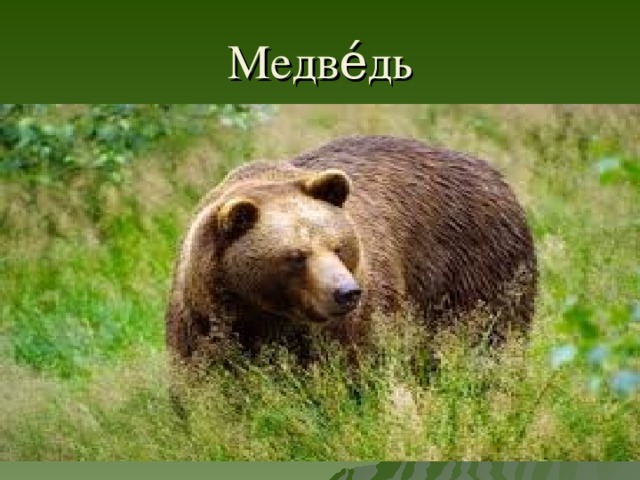 Медве́дь