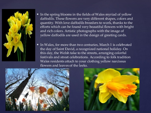 In the spring blooms in the fields of Wales myriad of yellow daffodils. These flowers are very different shapes, colors and quantity. With love daffodils breeders to work, thanks to the efforts which can be found very beautiful flowers with bright and rich colors. Artistic photographs with the image of yellow daffodils are used in the design of greeting cards. In Wales, for more than two centuries, March 1 is celebrated the day of Saint David, a recognized national holiday. On this day, the Welsh take to the streets, arranging colorful festivals and street celebrations. According to folk tradition Wales residents attach to your clothing yellow narcissus flowers and leaves of the leeks.