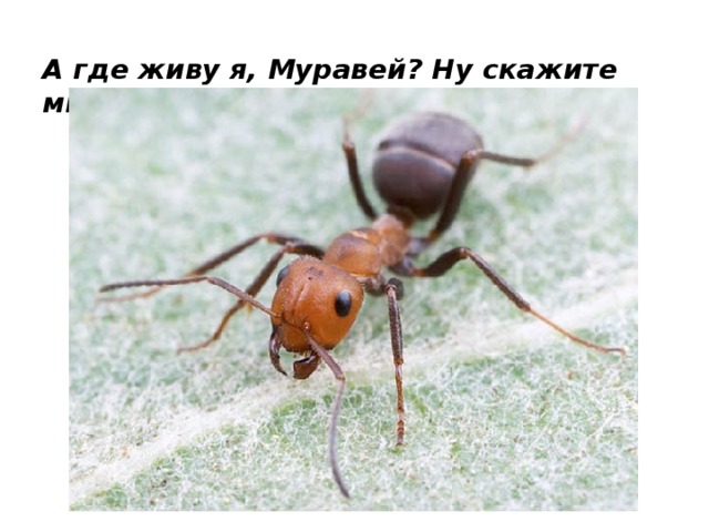 А где живу я, Муравей? Ну скажите мне скорей!