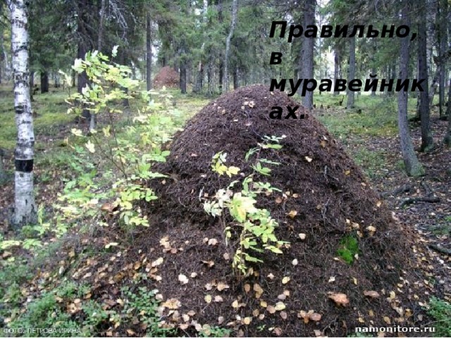 Правильно, в муравейниках.