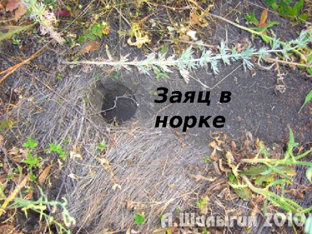 Заяц в норке