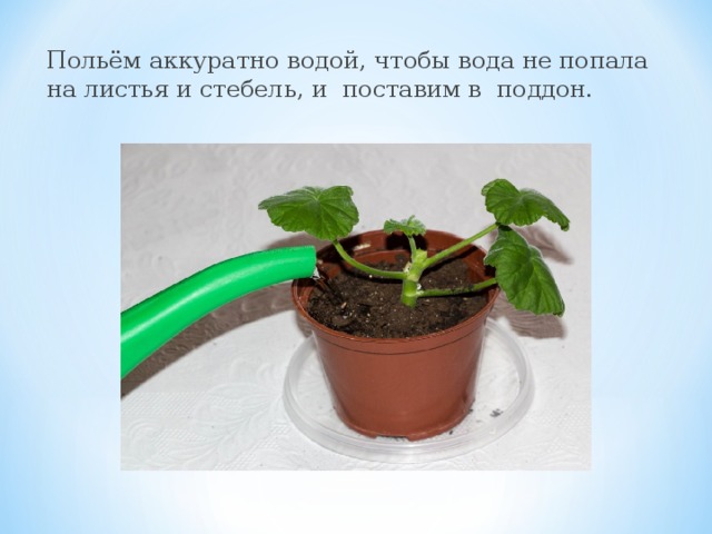 Польём аккуратно водой, чтобы вода не попала на листья и стебель, и поставим в поддон.