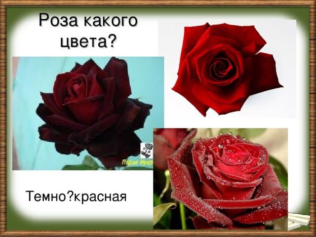 Роза какого цвета? Темно?красная
