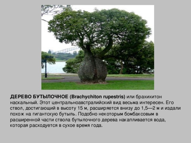 ДЕРЕВО БУТЫЛОЧНОЕ (Brachychiton rupestris) или брахихитон наскальный. Этот центральноавстралийский вид весьма интересен. Его ствол, достигающий в высоту 15 м, расширяется внизу до 1,5—2 м и издали похож на гигантскую бутыль. Подобно некоторым бомбаксовым в расширенной части ствола бутылочного дерева накапливается вода, которая расходуется в сухое время года.