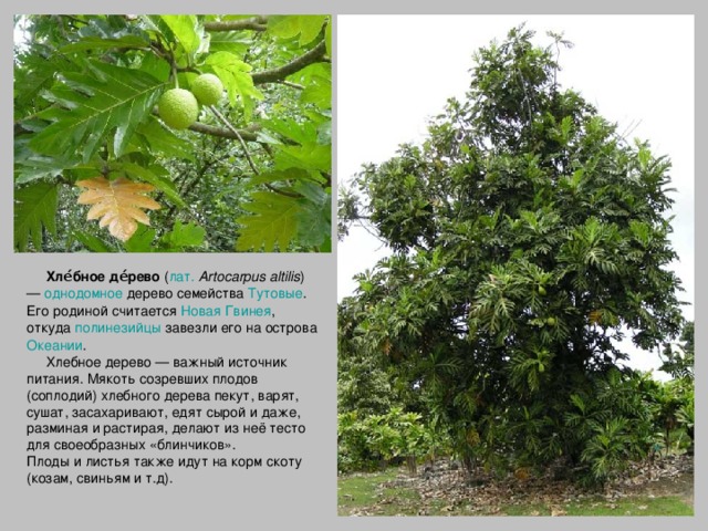 Хле́бное де́рево ( лат.   Artocarpus altilis ) — однодомное дерево семейства Тутовые . Его родиной считается Новая Гвинея , откуда полинезийцы завезли его на острова Океании .  Хлебное дерево — важный источник питания. Мякоть созревших плодов (соплодий) хлебного дерева пекут, варят, сушат, засахаривают, едят сырой и даже, разминая и растирая, делают из неё тесто для своеобразных «блинчиков». Плоды и листья также идут на корм скоту (козам, свиньям и т.д).