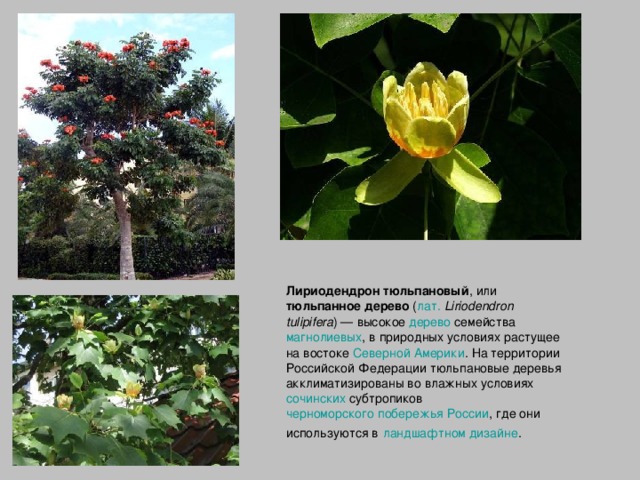 Лириодендрон тюльпановый , или тюльпанное дерево ( лат.   Liriodendron tulipifera ) — высокое дерево семейства магнолиевых , в природных условиях растущее на востоке Северной Америки . На территории Российской Федерации тюльпановые деревья акклиматизированы во влажных условиях сочинских субтропиков черноморского побережья России , где они используются в  ландшафтном дизайне .