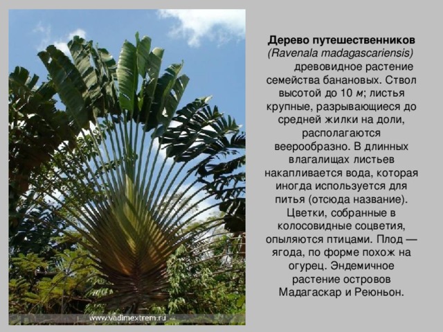 Дерево путешественников (Ravenala madagascariensis)           древовидное растение семейства банановых. Ствол высотой до 10 м ; листья крупные, разрывающиеся до средней жилки на доли, располагаются веерообразно. В длинных влагалищах листьев накапливается вода, которая иногда используется для питья (отсюда название). Цветки, собранные в колосовидные соцветия, опыляются птицами. Плод — ягода, по форме похож на огурец. Эндемичное растение островов Мадагаскар и Реюньон.