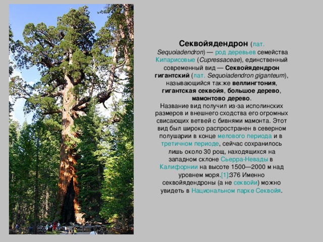 Секвойядендрон  ( лат.   Sequoiadendron ) — род  деревьев семейства Кипарисовые ( Cupressaceae ), единственный современный вид — Секвойядендрон гигантский ( лат.   Sequoiadendron giganteum ), называющийся также веллингтония , гигантская секвойя , большое дерево , мамонтово дерево . Название вид получил из-за исполинских размеров и внешнего сходства его огромных свисающих ветвей с бивнями мамонта. Этот вид был широко распространен в северном полушарии в конце мелового периода и в третичном периоде , сейчас сохранилось лишь около 30 рощ, находящихся на западном склоне Сьерра-Невады в Калифорнии на высоте 1500—2000 м над уровнем моря. [1] :376 Именно cеквойядендроны (а не секвойи ) можно увидеть в Национальном парке Секвойя .