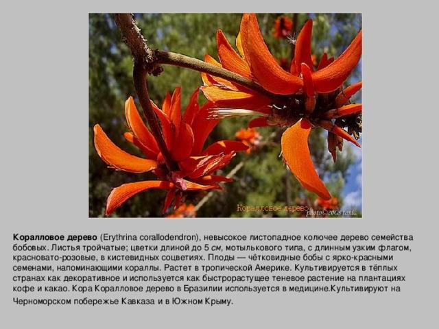 Коралловое дерево (Erythrina corallodendron), невысокое листопадное колючее дерево семейства бобовых. Листья тройчатые; цветки длиной до 5 см, мотылькового типа, с длинным узким флагом, красновато-розовые, в кистевидных соцветиях. Плоды — чётковидные бобы с ярко-красными семенами, напоминающими кораллы. Растет в тропической Америке. Культивируется в тёплых странах как декоративное и используется как быстрорастущее теневое растение на плантациях кофе и какао. Кора Коралловое дерево в Бразилии используется в медицине.Культивируют на Черноморском побережье Кавказа  и в Южном Крыму.