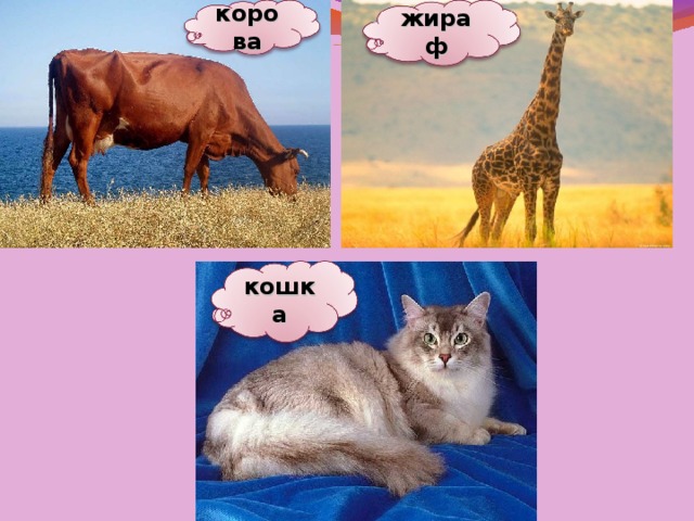 корова жираф кошка