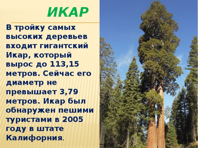 ИКАР В тройку самых высоких деревьев входит гигантский Икар, который вырос до 113,15 метров. Сейчас его диаметр не превышает 3,79 метров. Икар был обнаружен пешими туристами в 2005 году в штате Калифорния .  