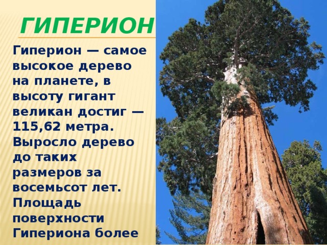 ГИПЕРИОН Гиперион — самое высокое дерево на планете, в высоту гигант великан достиг — 115,62 метра. Выросло дерево до таких размеров за восемьсот лет. Площадь поверхности Гипериона более пятисот квадратных метров, а диаметр — 4,85 м.