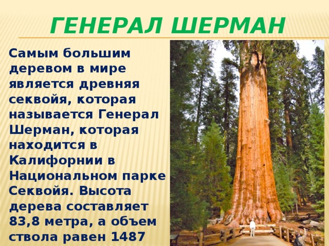 ГЕНЕРАЛ ШЕРМАН Самым большим деревом в мире является древняя секвойя, которая называется Генерал Шерман, которая находится в Калифорнии в Национальном парке Секвойя. Высота дерева составляет 83,8 метра, а объем ствола равен 1487 кубометров.