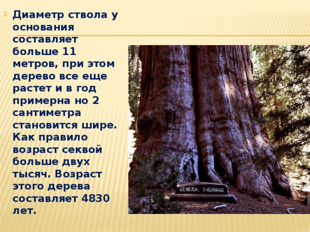 Диаметр ствола у основания составляет больше 11 метров, при этом дерево все еще растет и в год примерна но 2 сантиметра становится шире. Как правило возраст секвой больше двух тысяч. Возраст этого дерева составляет 4830 лет.