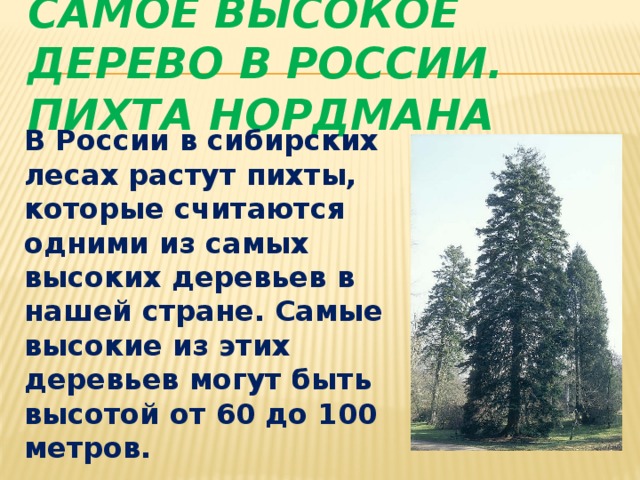 Самое высокое дерево в России. Пихта Нордмана В России в сибирских лесах растут пихты, которые считаются одними из самых высоких деревьев в нашей стране. Самые высокие из этих деревьев могут быть высотой от 60 до 100 метров.