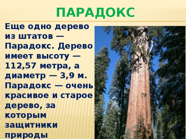 ПАРАДОКС Еще одно дерево из штатов — Парадокс. Дерево имеет высоту — 112,57 метра, а диаметр — 3,9 м. Парадокс — очень красивое и старое дерево, за которым защитники природы тщательно присматривают и оберегают его . 