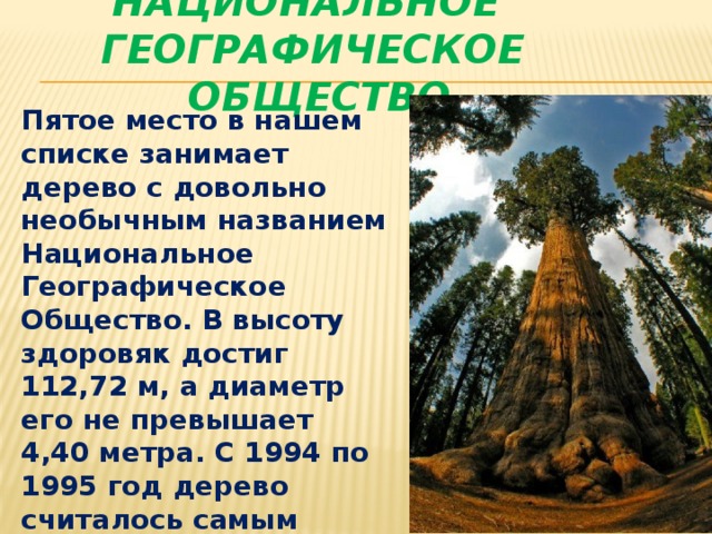 НАЦИОНАЛЬНОЕ ГЕОГРАФИЧЕСКОЕ ОБЩЕСТВО Пятое место в нашем списке занимает дерево с довольно необычным названием Национальное Географическое Общество. В высоту здоровяк достиг 112,72 м, а диаметр его не превышает 4,40 метра. С 1994 по 1995 год дерево считалось самым высоким на планете. 