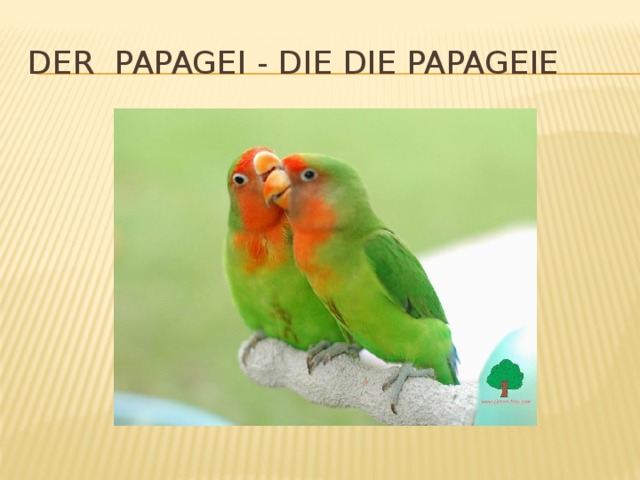 Der Papagei - die die Papageie