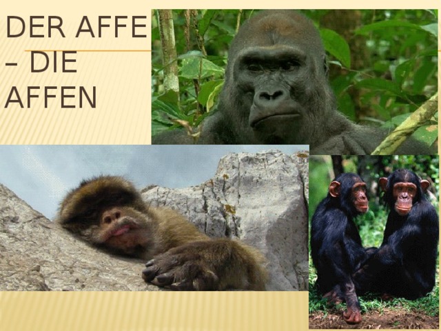 Der Affe – die Affen