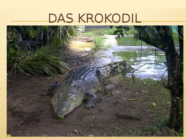 Das krokodil