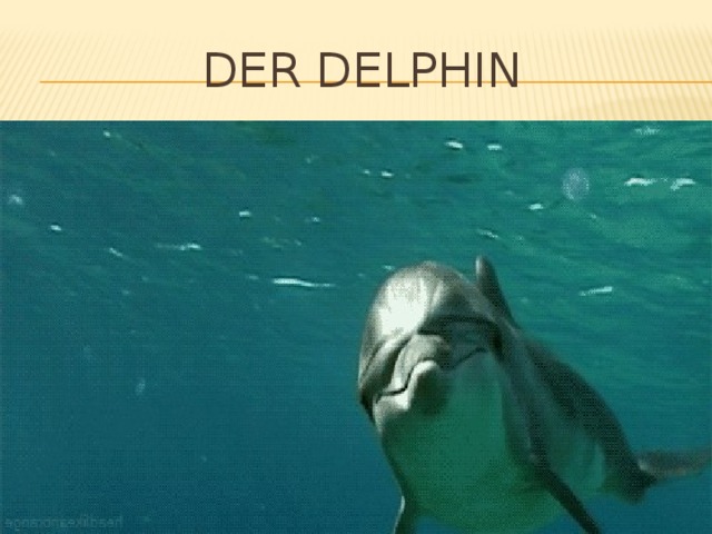Der delphin