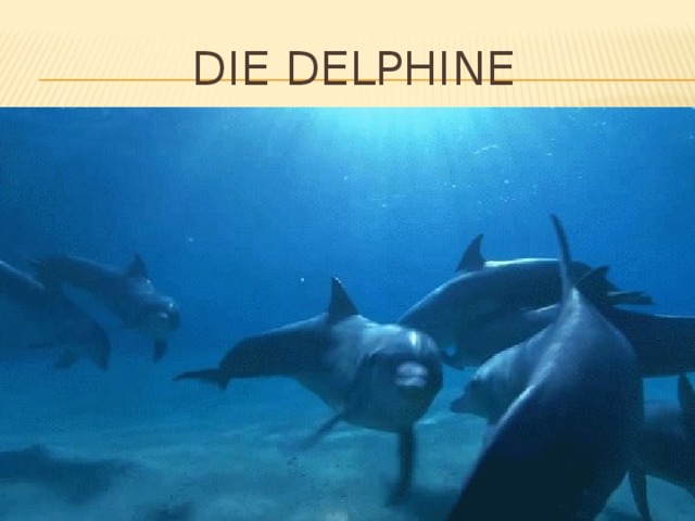 Die delphine