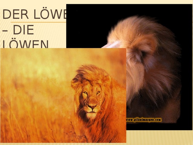Der Löwe – die Löwen
