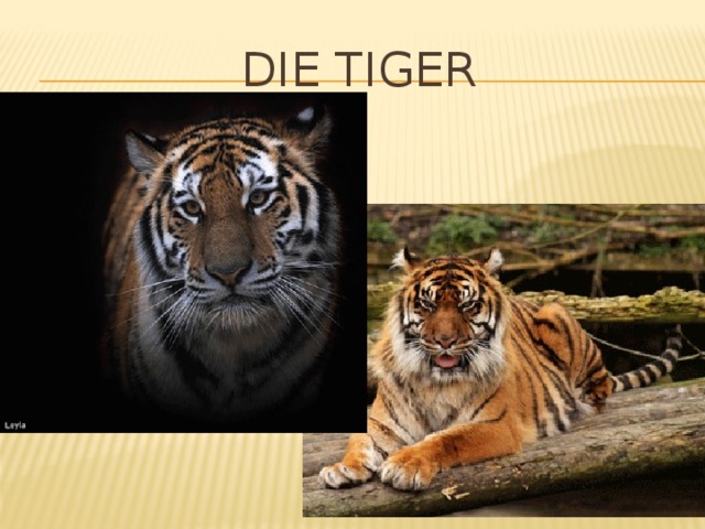 Die Tiger