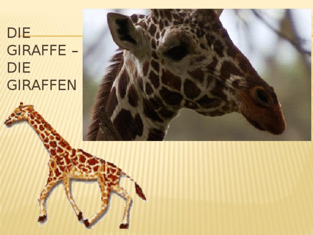 Die Giraffe – die giraffen