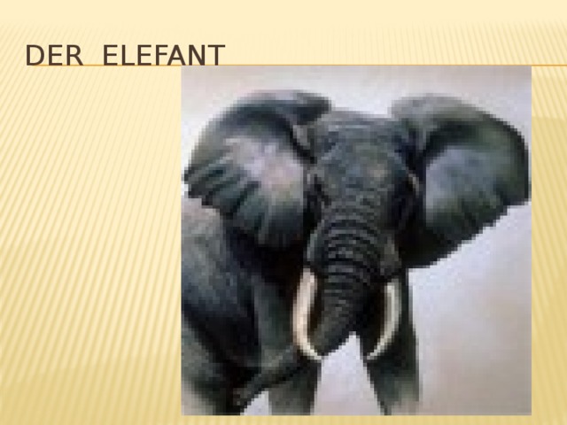 Der elefant