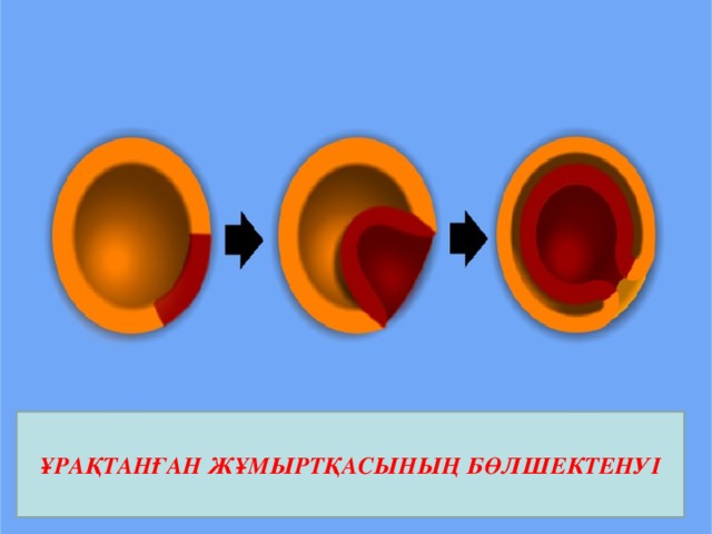 ҰРАҚТАНҒАН ЖҰМЫРТҚАСЫНЫҢ БӨЛШЕКТЕНУІ