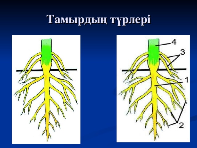 Тамырдың түрлері